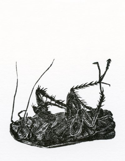 Dead Cockroach by Bella Larsson